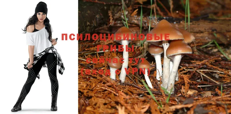 Псилоцибиновые грибы Psilocybine cubensis Калининск